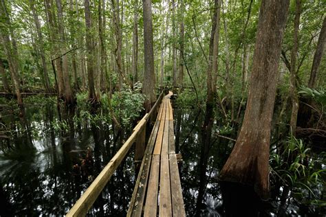 Highlands Hammock Cypress Trail | Croar3 | Flickr