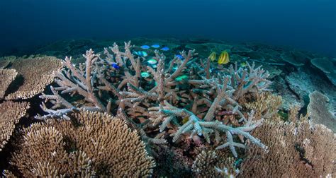 When coral dies, tiny invertebrates boom. This could dramatically change the food web on the ...