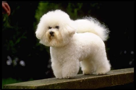 bichon frise - Dogs Photo (13248846) - Fanpop