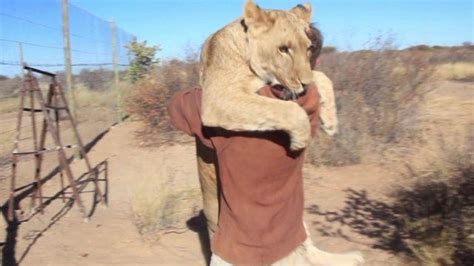 Lioness who gives her handler a big hug - CBBC Newsround