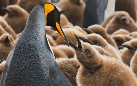 Terra Penguinia. King Penguin Creches at Saint Andrew's Bay and ...