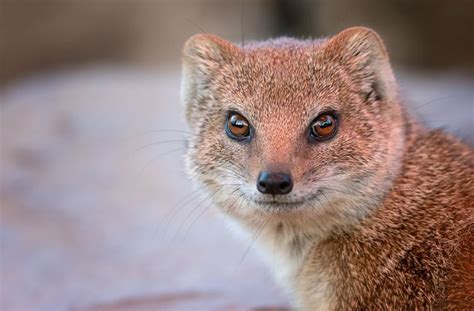 8 Fascinating Facts About Mongooses