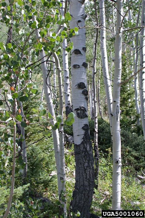 quaking aspen (Populus tremuloides)