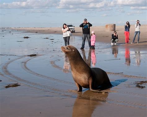 SeaWorld surpasses 35,000 animal rescues | FOX 5 San Diego & KUSI News