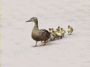 animal duck gif | WiffleGif