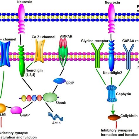 (PDF) Synaptic proteins and receptors defects in autism spectrum disorders