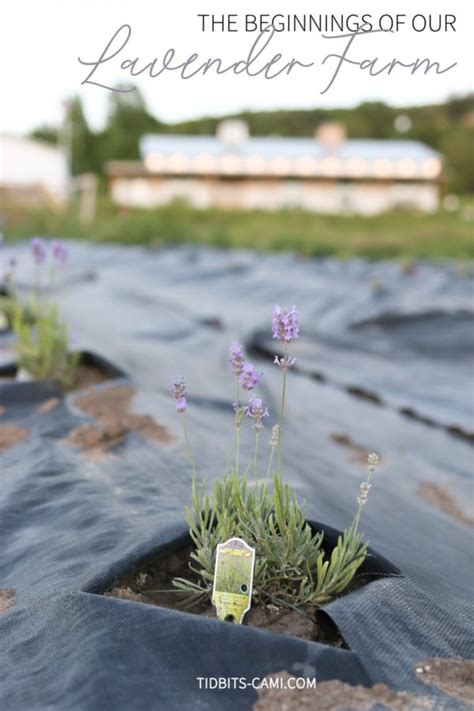 The Beginnings of our Lavender Farm - Tidbits