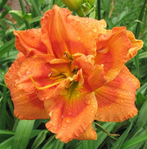 A Beginner's Guide to Growing Daylilies - Garden.org