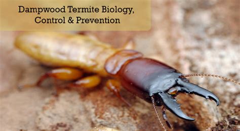 Dampwood Termite Biology, Control & Prevention