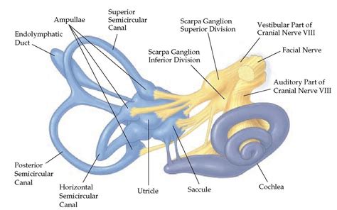 The Dizzy Patient Part 1 | Vestibular system, Sensory disorder, Facial nerve