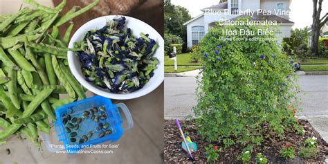 SEEDS-for-Sale-Blue-Butterfly-Pea – Mama Snow Cooks and More