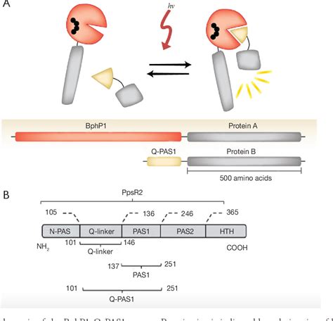 Figure 1 from Optogenetic tools for cell biological applications ...