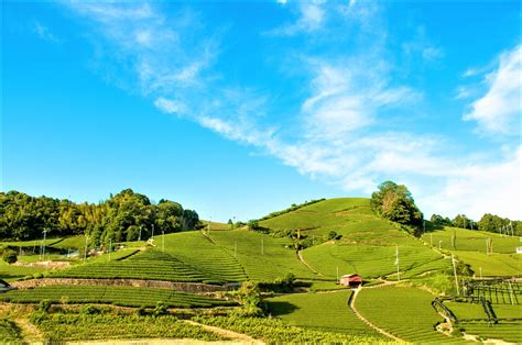 Wazuka Tea Farm: Kyoto’s Hidden Teatopia - Japan Web Magazine