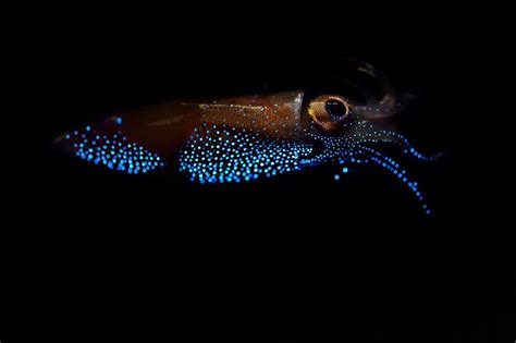 Inside the Frenzy for Japan’s Mysteriously Glowing Firefly Squid — Oceans Deeply