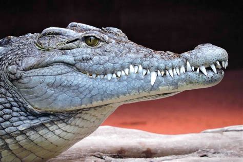 Alligator VS Crocodile: What's The Difference? | Facts.net