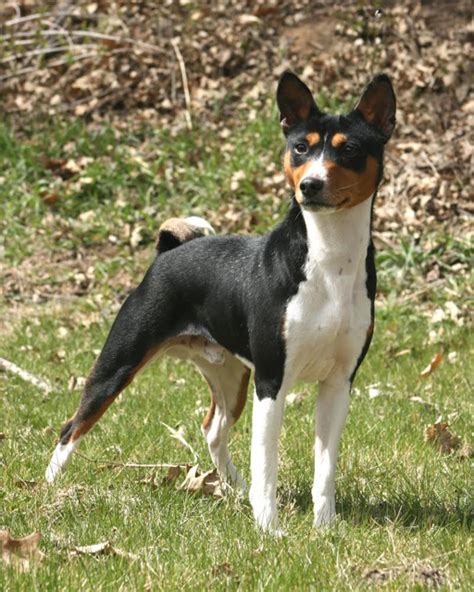 The Tri-Color Basenji