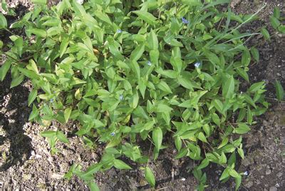 Asiatic (common) dayflower - Integrated Pest Management