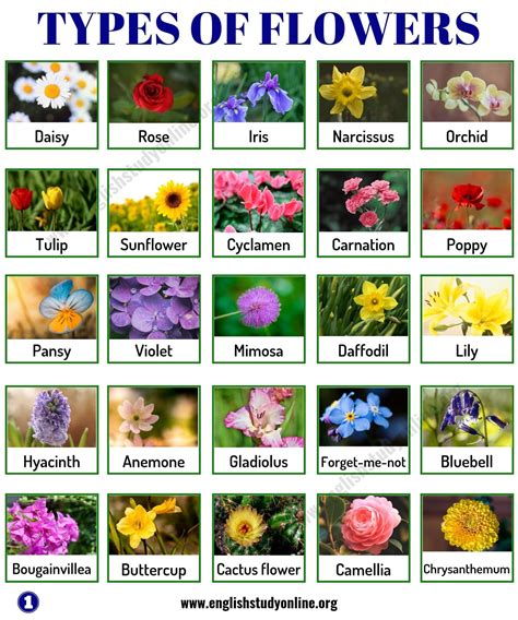 Types of Flowers: List of 50+ Popular Flowers Names with Their Meaning - English Study Online ...