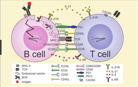 B And T Lymphocytes - slideshare