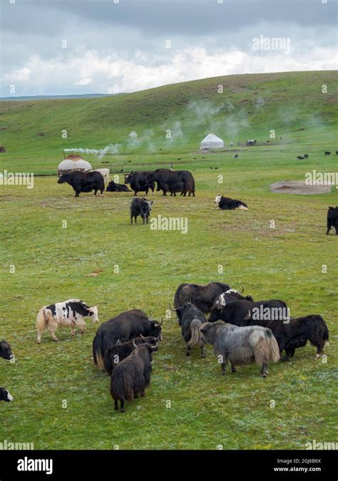 Domestic Yak on their summer pasture, typical Yurt of herders in the background. Alaj Valley in ...