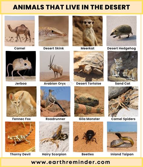 Animals That Live in The Desert | Desert ecosystem, Desert animals, Desert biome