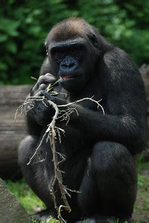 Gorillas @ The Bronx Zoo | Tammy Lo | Flickr