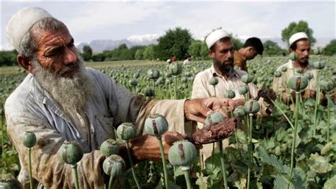 UN: Afghan Opium Production Has Dropped