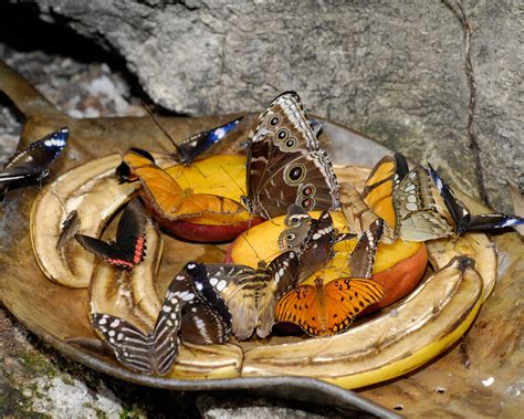 Butterfly Rainforest. Courtesy of Florida Museum of Natural History | Florida Museum of Natural ...