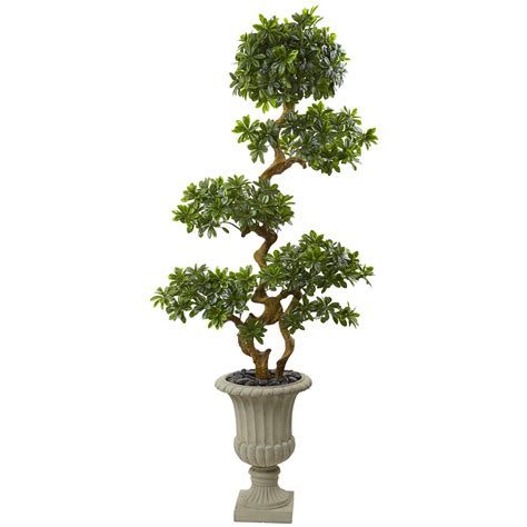 Earthflora > Outdoor Decorative Trees > 6’ Pittosporum bonsai ...