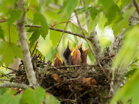 Northern Mockingbird Nesting (Behavior, Eggs, Location) | Birdfact