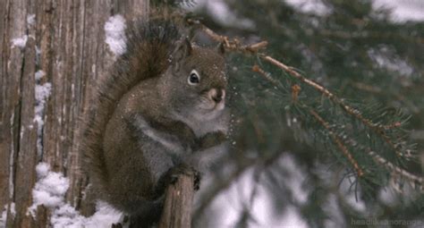 Secrets Of Our Living Planet Squirrel GIF by Head Like an Orange - Find & Share on GIPHY