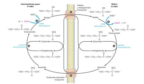 Shuttle Pathways or systems: Glycerophosphate shuttle and Malate-aspartate shuttle | Online ...