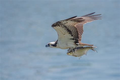 5 Fascinating Facts About the Odd but Awesome Osprey