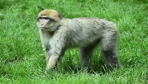 Barbary Macaque Diet, Facts, Lifespan and All Information