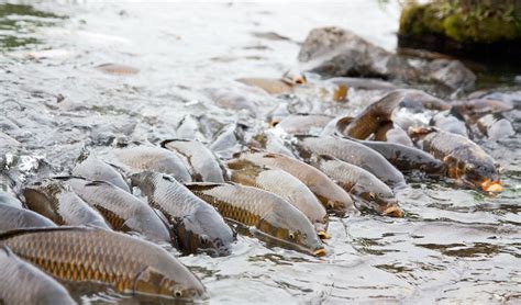 Asian Carp Invasive Species