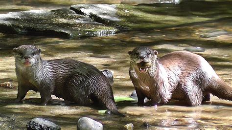 Otters Playing in The Stream - YouTube