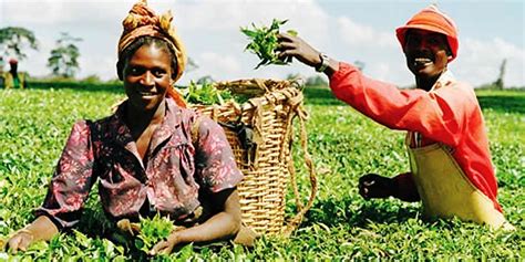 History of Agriculture in Nigeria - The Farming Money Sector | Farming in Nigeria