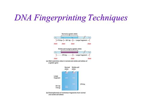 DNA Fingerprinting Techniques - ppt video online download