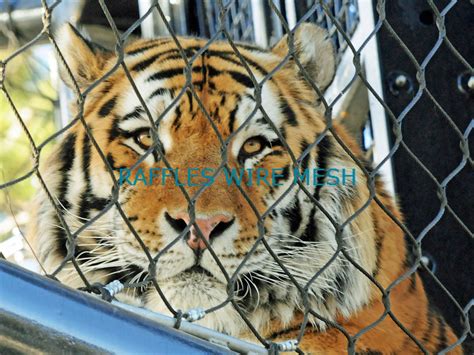 TIGER ENCLOSURE CAGE CASE – Raffles Mesh – Zoo Mesh, Animal Enclosure ...