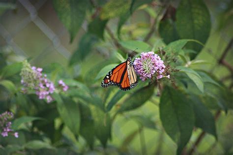 Identified - Southern Indiana Butterflies & Wildlife