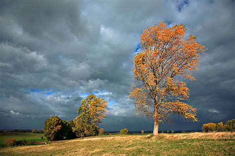 Wind Trees