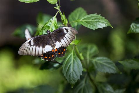 Butterflies Are Flying Flowers - Bevlea Ross Photography