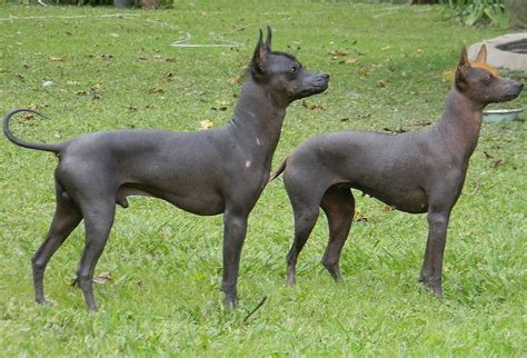 10 Rare Hairless Dog Breeds (All Hairless Dogs)