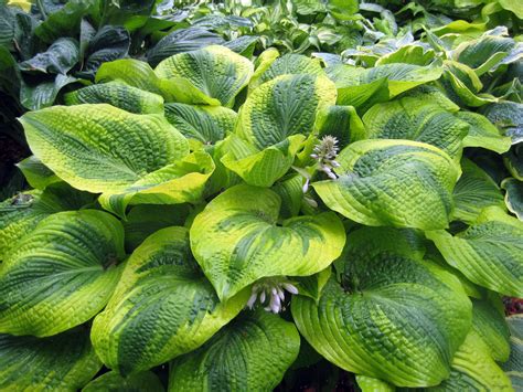 Hosta 'Climax' - Stunning Dark Green Leaves