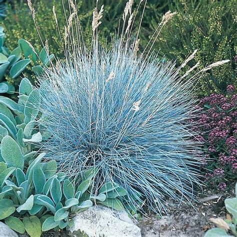 Blue Fescue Grass perennial plants perennial grasses live | Etsy ...