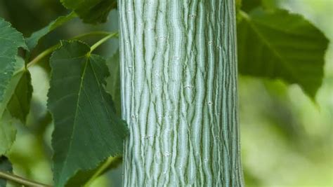 16 Popular Trees With White Bark - AMERICAN GARDENER