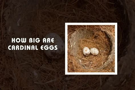 How Big Are Cardinal Eggs? - Wild Bird Buzz