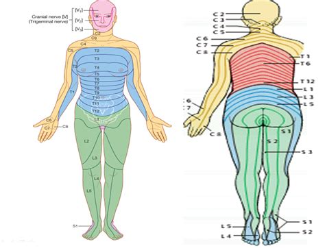 Image Gallery sacral dermatomes