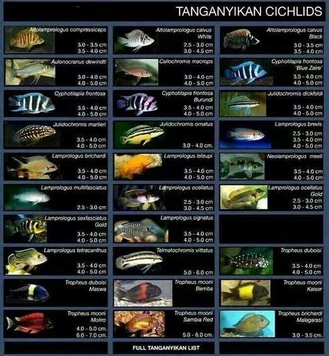 African Cichlid Size Chart | sexiezpix Web Porn