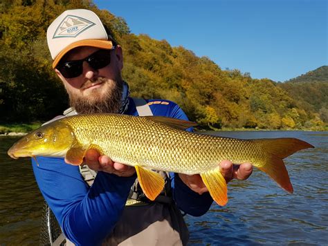 Barbel (Barbus barbus) » Fly Fishing in Poland